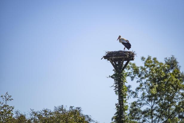 Ein Storch steht in seinem Nest auf einer Plattform.