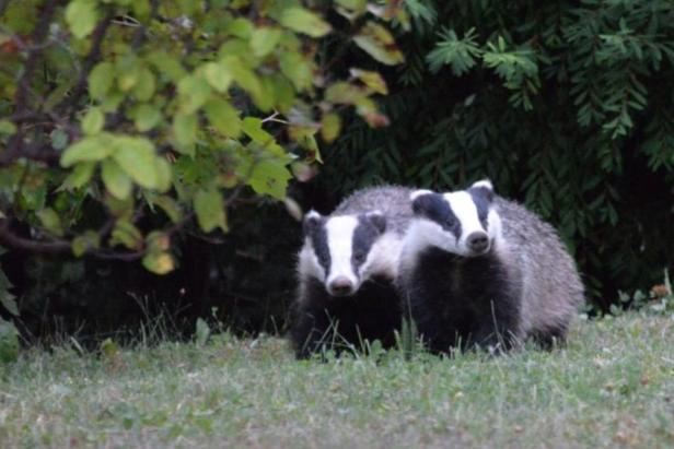 Welche Wildtiere in Wien mitten unter uns leben