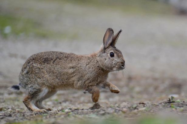 Welche Wildtiere in Wien mitten unter uns leben