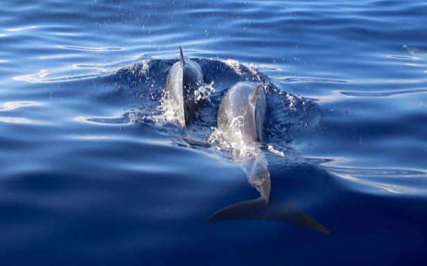 Zwei Delfine schwimmen im tiefblauen Meer.