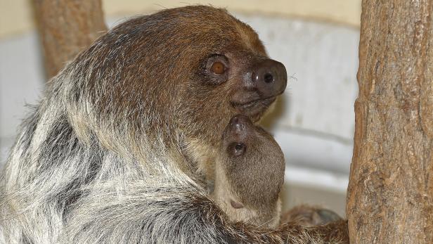 Ein Faultier hält ein Junges im Arm.