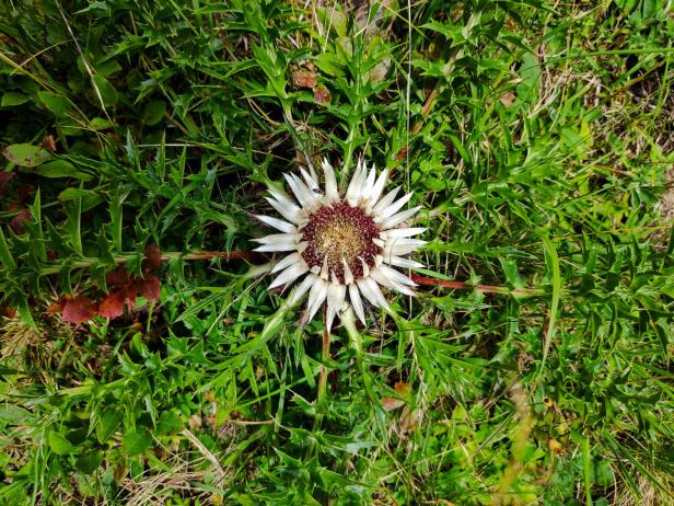 Im Frühling braucht Ihr Rasen Starthilfe