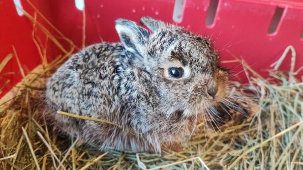 Hilfe für Wildtiere: Frischling Siegmund und seine wilden Freunde