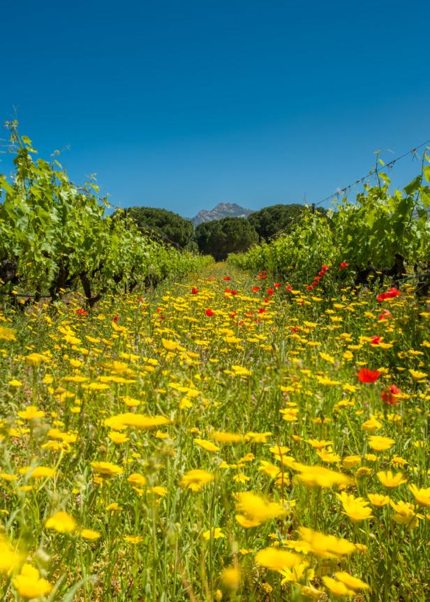 Ein Weinberg mit gelben und roten Blumen im Vordergrund und einem Berg im Hintergrund.