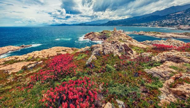 Blick auf die Île Rousse in Korsika mit roten Blumen im Vordergrund.