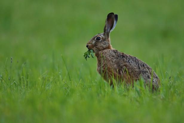 Warum es der Hase schwer hat und warum ihn der Papst verteufelte