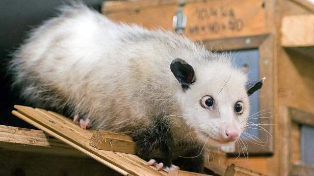 Schielendes Opossum Heidi ist tot