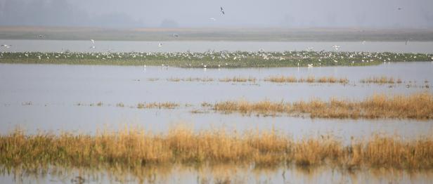 Neusiedler See: Neue Prognosen zur Wasserthematik sind "nicht gut"