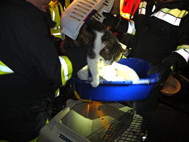 Zwei Menschen und sechs Katzen bei Hausbrand in NÖ gerettet