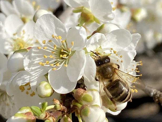 Zu warm, zu kalt: Viele Bienen haben Winter nicht überlebt