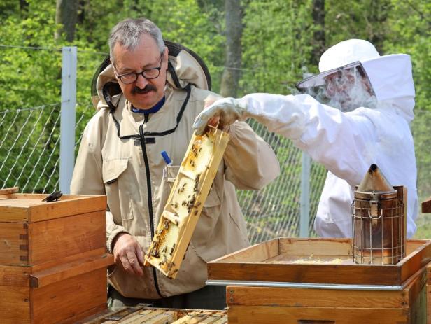 Zu warm, zu kalt: Viele Bienen haben Winter nicht überlebt