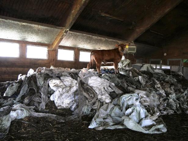 Müllberge in Stall: Verein gegen Tierfabriken zeigt Landwirt an