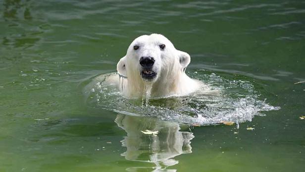 Eisbärin Tania übersiedelte nach Ungarn