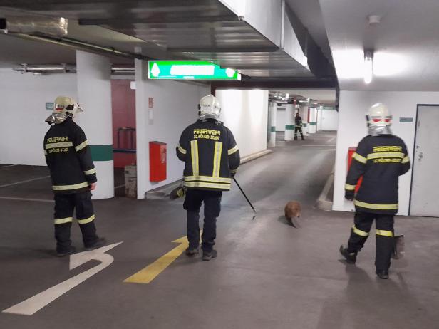 Tierischer Einsatz: Feuerwehr eskortierte Biber aus Tiefgarage