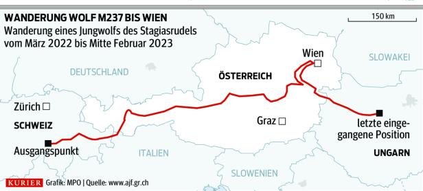 Tödlicher Streifzug: Schweizer Wolf nach Wien-Besuch illegal geschossen