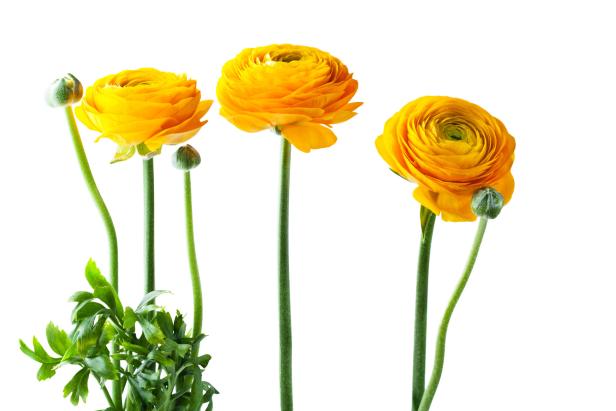 Blumen gegen schlechte Laune: Welche Sorten besonders gefragt sind