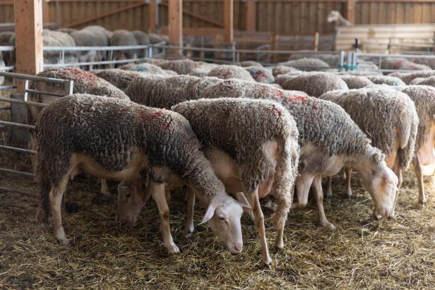Diese Quereinsteiger denken Schafkäse neu - und das schmeckt man