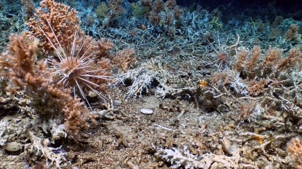Unberührtes Korallenriff vor Galapagos-Inseln entdeckt