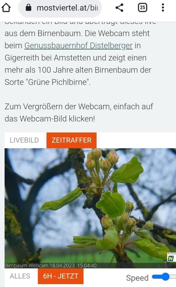 "Sexattacke" mit Webcam in blühendem Birnbaum