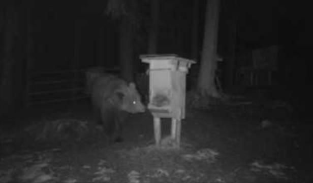 Bär posiert in Tirol vor Wildkamera: Der KURIER hat die Bilder