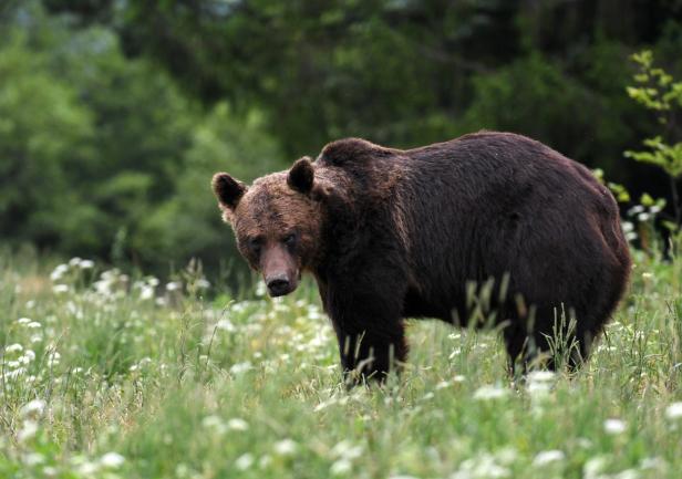 Wie wahrscheinlich es ist, 2023 von Wolf und Bär attackiert zu werden