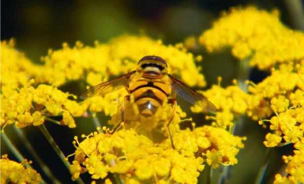 Marienkäfer und Bienen: Tierische Helfer im Garten
