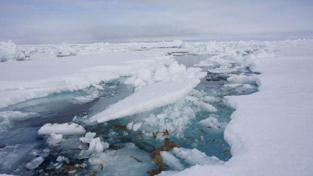 Arktische Eisalgen stark mit Mikroplastik belastet