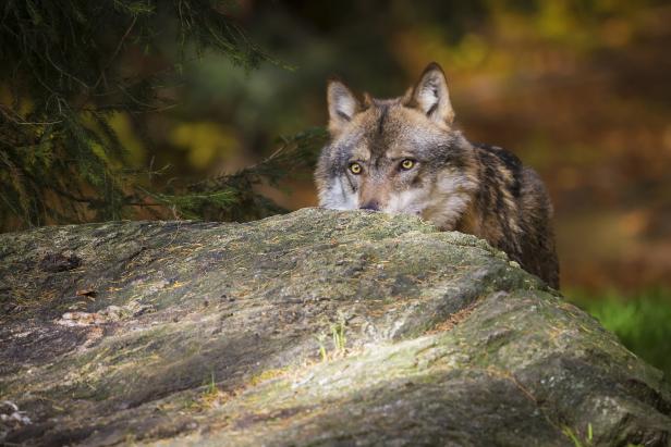 EU-Kommissar sieht  "unverhältnismäßige Alarmstimmung" wegen Wölfen