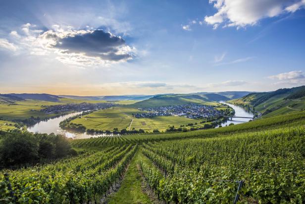 Blick über grüne Weinberge auf eine Moselschleife mit einem Dorf im Hintergrund.