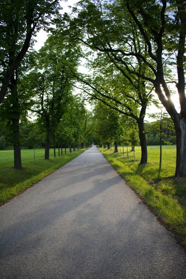 Ein gerader Weg führt durch eine Allee mit grünen Bäumen.