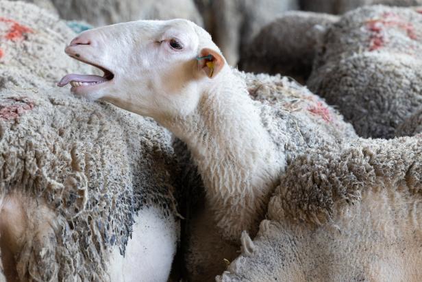 Studie über Nutztier-Risse: Schafe am häufigsten Opfer vom Wolf