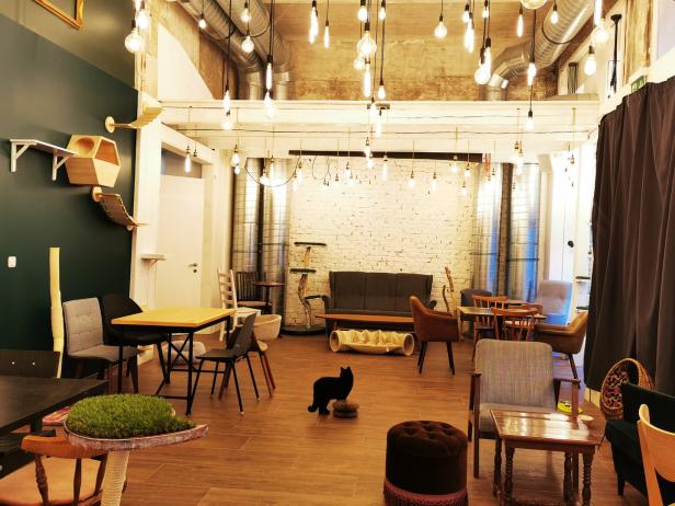 Ein Katzencafé mit Tischen, Stühlen und einer schwarzen Katze.