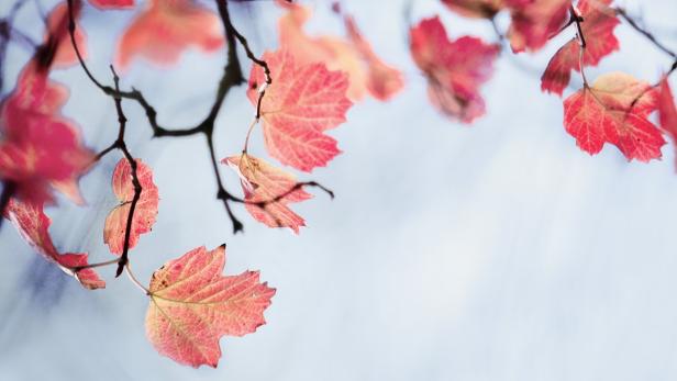 Rot gefärbte Blätter hängen an den Ästen eines Baumes.