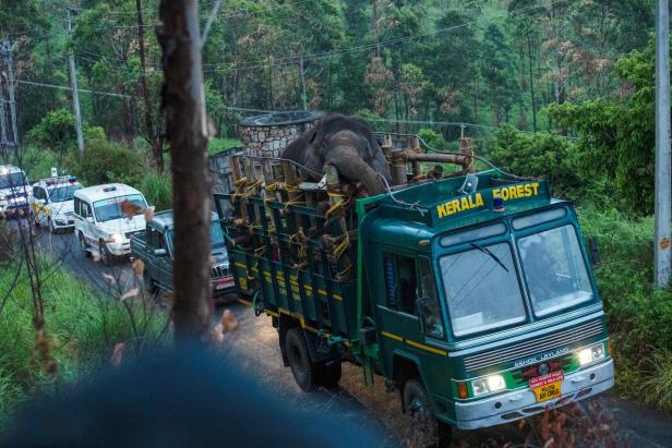 Nach Tötung von sechs Menschen: "Reis-Elefant" eingefangen