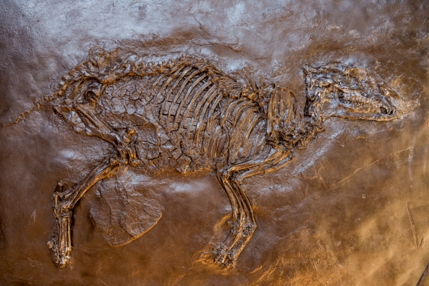 Das Fossil eines Tieres ist in Stein eingebettet.