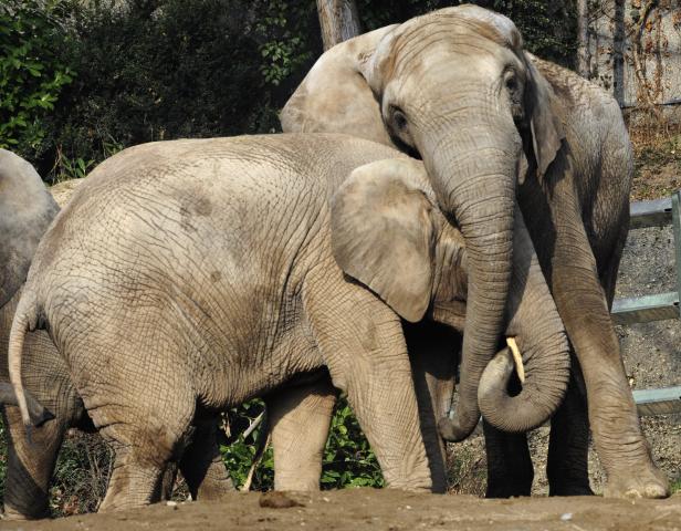 Der Elefant, ein Mensch wie du und ich