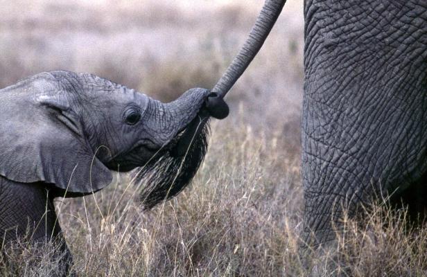 Der Elefant, ein Mensch wie du und ich