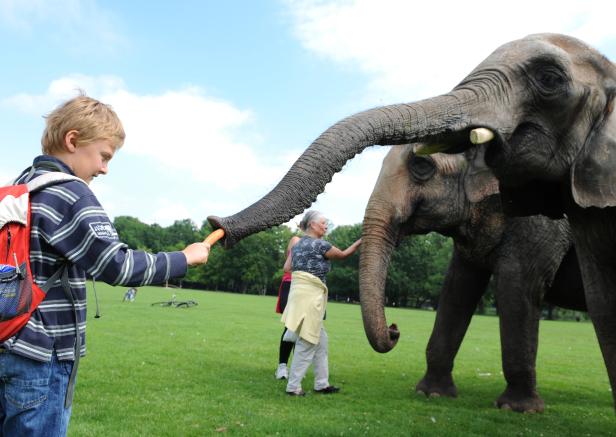 Der Elefant, ein Mensch wie du und ich