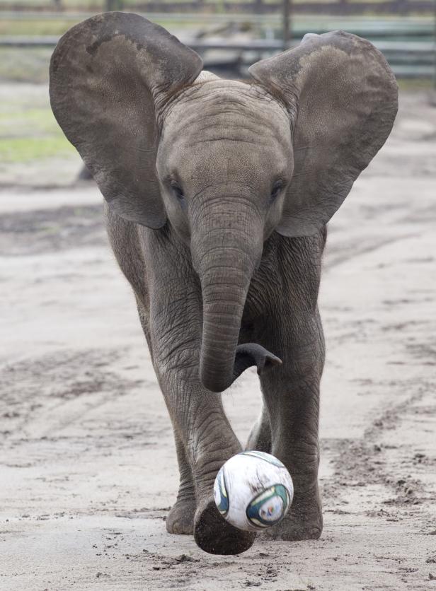 Der Elefant, ein Mensch wie du und ich