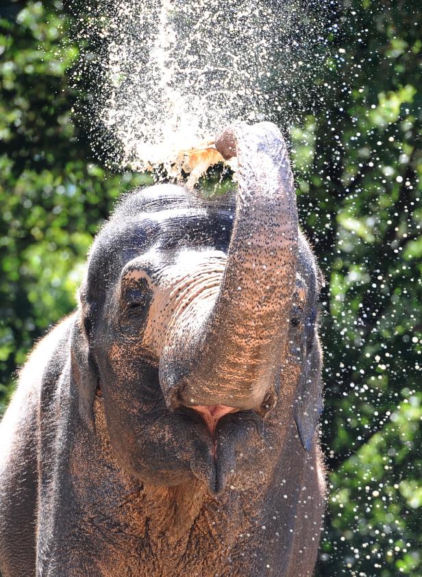 Der Elefant, ein Mensch wie du und ich