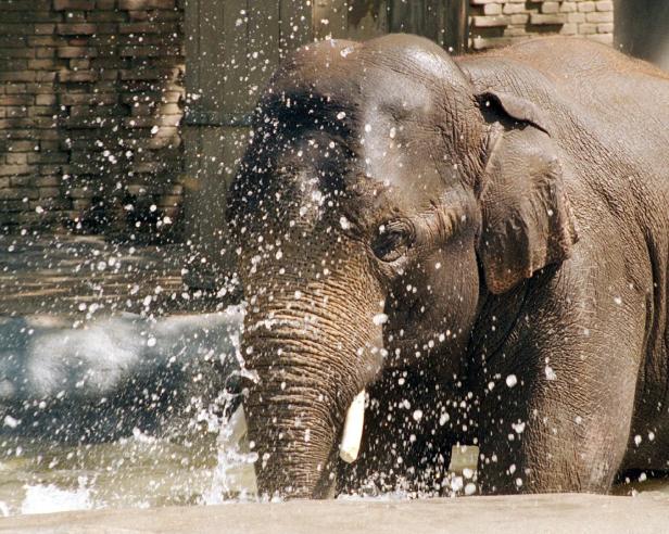 Der Elefant, ein Mensch wie du und ich