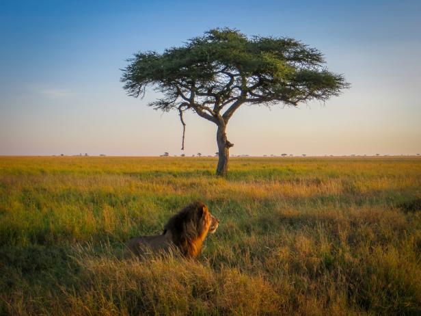 Ein Löwe ruht im Gras unter einem Baum in der afrikanischen Savanne.