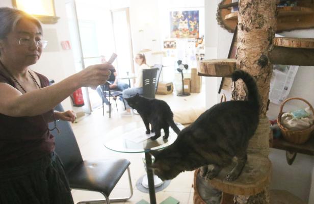 Ein Besuch bei den „Barista Cats“: Auf eine Melange mit vier Katzen
