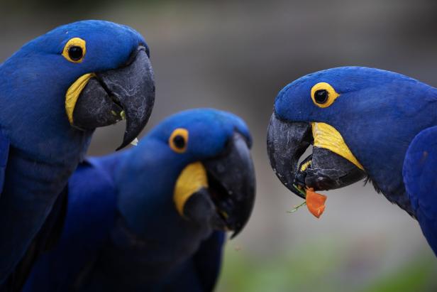 Drei Hyazinth-Aras, von denen einer eine Karotte frisst.