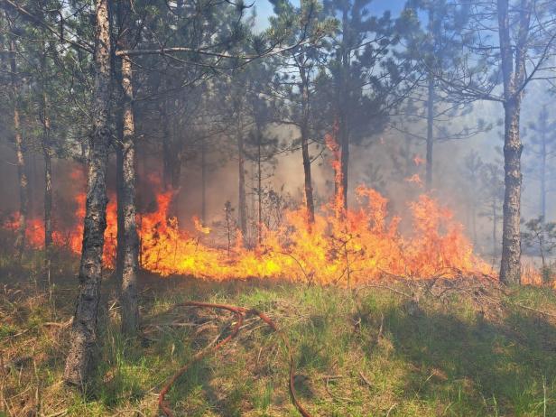 Waldbrand im Föhrenwald bei Wiener Neustadt fordert die Feuerwehr