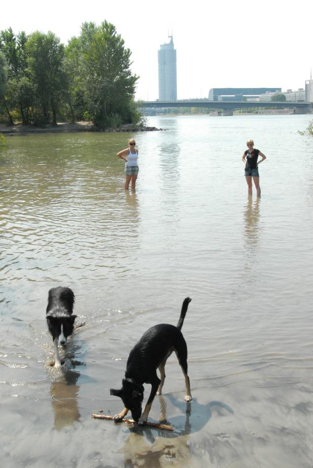 Zwei Frauen stehen im Wasser, während zwei Hunde im Vordergrund spielen.
