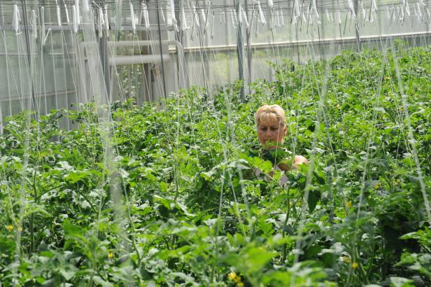 Eine Frau arbeitet in einem Gewächshaus zwischen Tomatenpflanzen.