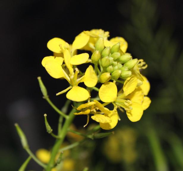 White mustard (Sinapis alba)