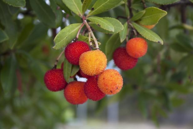 Die markanten Früchte des  Erdbeerbaums sind zwar essbar, munden aber nicht besonders.