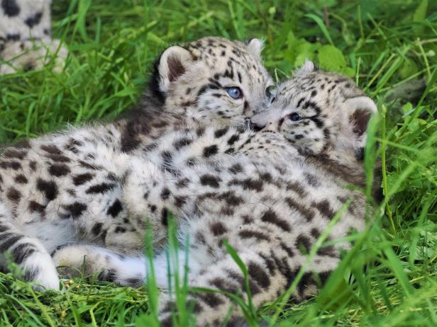 Schneeleoparden-Babys nutzten ersten Sommertag, Namenssuche läuft